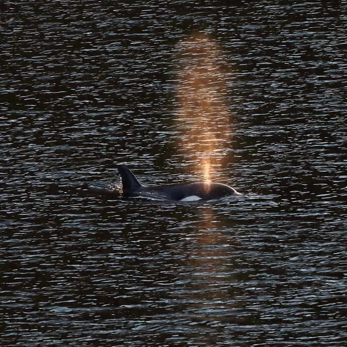 Fisheries Department warns boaters against disturbing orphan B.C. killer whale calf